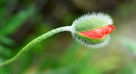 Wet closed poppy bud