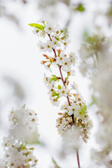 Cherry blossom