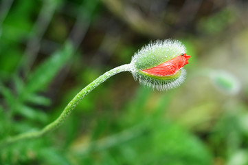 Obraz premium Wet closed poppy bud