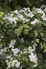 Flowers and buds of Hawthorn (Crataegus monogyna)