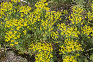 Flowers of Green spurge (Euphorbia esula); also named  Leafy spurge