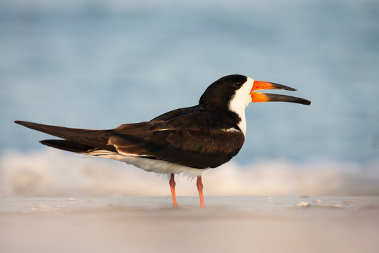 Black Skimmer Calling