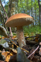 mushroom in the forest
