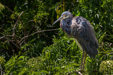 Young Tri-colored Heron