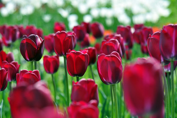 Colorful tulips, tulips in spring on a background of trees in th