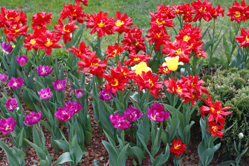 Obraz premium Many beautiful red and purple tulips in flower garden