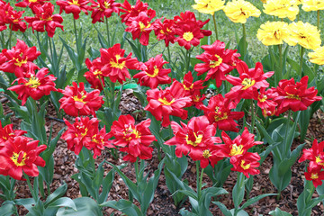 Many beautiful red tulips in flower garden