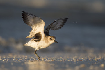 A Black-bellied Plover flaps its wings as the early morning sun shines on it. 