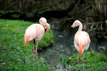 Fototapeta na wymiar Zwei Flamingos