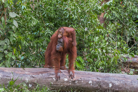 Mother orangutan standing on a log with a child on her back in the jungles of Indonesia (Borneo / Kalimantan)