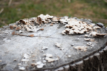 Mushrooms on the tree stump and grass in nature in springtime