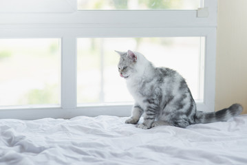  kitten licking lips and looking on white bed