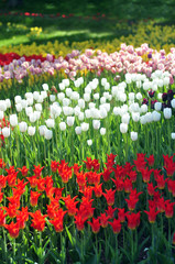 Colorful tulips, tulips in spring on a background of trees in th