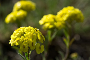 Alyssum montanum close-up