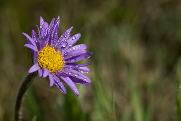 Aster alpinus with dew