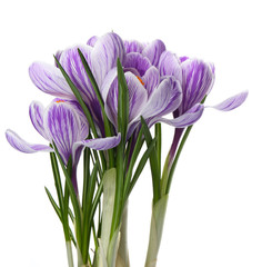 Beautiful crocus flowers isolated on white