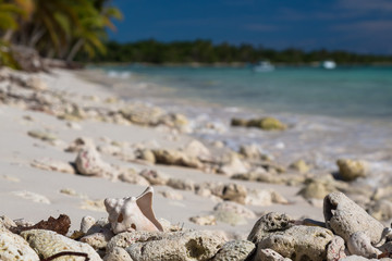 Old shell on sandy coral beach, Saona