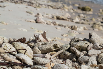 Old shell on sandy coral beach, Saona