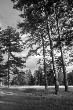 Fototapeta Beautiful pine forest on sunny summer day in black and white