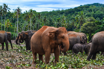 Fototapeta na wymiar Travel in Sri Lanka. Wild animals