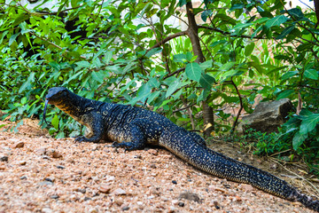 Travel in Sri Lanka.  Wild animals