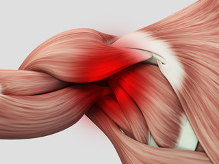 Human anatomy muscle shoulder. Pain or injury. 3D illustration.