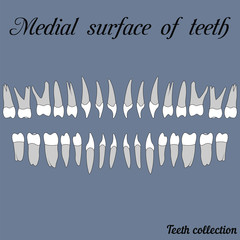 Medial surface of teeth © brovarky