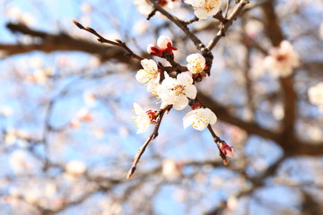 Blossoming apricot tree