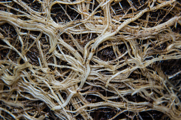roots and soil