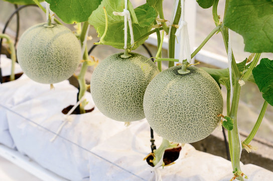 Cantaloupe melon growing in a greenhouse