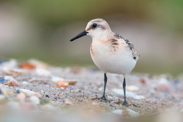 Sanderling (Calidris alba)