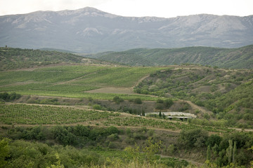 Landscape which vineyards, sky, rows of green bushes, are visibl