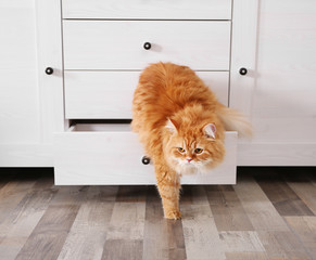 Cute ginger cat in chest of drawers