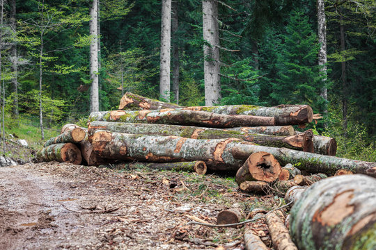 Fototapeta illegal deforestation in the heart of mountains