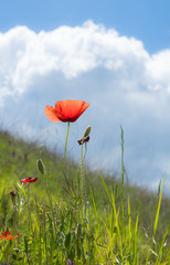 Obraz premium Mohnblume in der Toskana