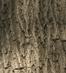 Tree bark texture. Old Wood Tree Texture Background Pattern. Highly detailed tree bark texture