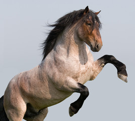 Big horse prancing on blue backgroung