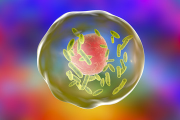 Bacteria Coxiella burnetii (small green) inside human cell, 3D illustration. Gram-negative bacteria which cause Q fever transmitted to humans by sheep, goats and cattle