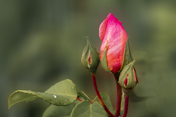 Beautiful buds of roses 