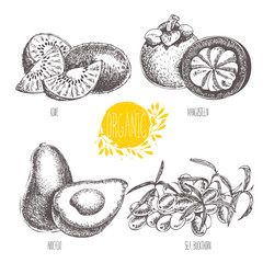 Series - vector fruit, vegetables and spices. Hand-drawn illustration in vintage style. Sketch. Healthy food. Linear graphic. Set of kiwi, mangosteen, avocado, sea buckthorn