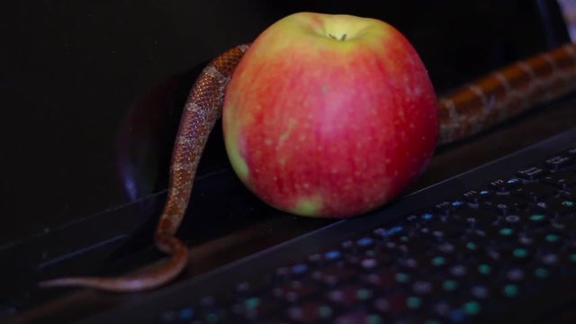 tempter serpent crawling on a laptop