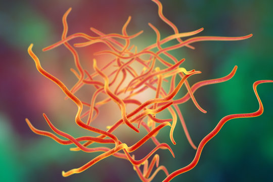 Helminths nematodes Enterobius (Threadworm) which cause enterobiasis, 3D illustration