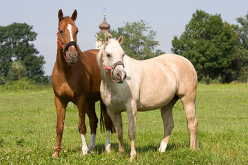 Naklejka na ściany i meble Two nice horses posing