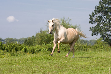 Nice blonde horse running