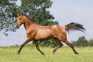 Fototapeta na wymiar Nice arabian horse running