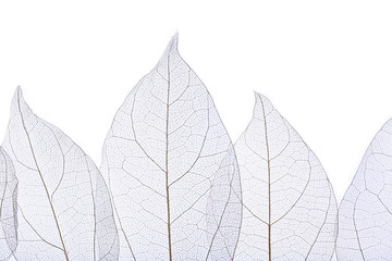 Skeleton leaves isolated on white