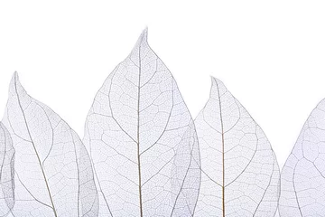Foto op Plexiglas Bladnerven Skelet bladeren geïsoleerd op wit
