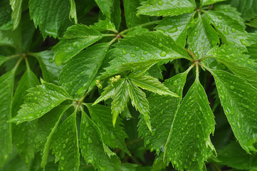 wild grape with bright green leaves after rain