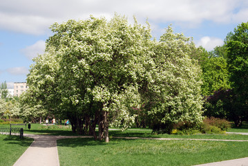 Lilac trees in lilac garden in Moscow.