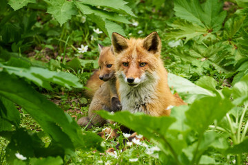 キタキツネの親子
